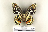 中文名:無尾鳳蝶(2909-1338)學名:Papilio demoleus Linnaeus, 1758(2909-1338)