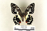 中文名:無尾鳳蝶(2909-1338)學名:Papilio demoleus Linnaeus, 1758(2909-1338)