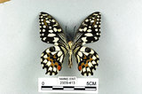 中文名:無尾鳳蝶(2909-413)學名:Papilio demoleus Linnaeus, 1758(2909-413)