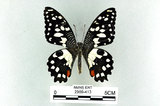 中文名:無尾鳳蝶(2909-413)學名:Papilio demoleus Linnaeus, 1758(2909-413)