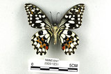 中文名:無尾鳳蝶(2909-1231)學名:Papilio demoleus Linnaeus, 1758(2909-1231)