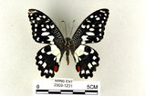 中文名:無尾鳳蝶(2909-1231)學名:Papilio demoleus Linnaeus, 1758(2909-1231)