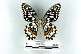 中文名:無尾鳳蝶(2909-795)學名:Papilio demoleus Linnaeus, 1758(2909-795)