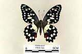 中文名:無尾鳳蝶(2909-795)學名:Papilio demoleus Linnaeus, 1758(2909-795)