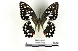 中文名:無尾鳳蝶(2909-1462)學名:Papilio demoleus Linnaeus, 1758(2909-1462)