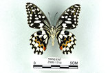 中文名:無尾鳳蝶(2909-1719)學名:Papilio demoleus Linnaeus, 1758(2909-1719)