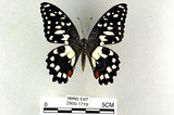 中文名:無尾鳳蝶(2909-1719)學名:Papilio demoleus Linnaeus, 1758(2909-1719)