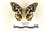 中文名:無尾鳳蝶(2909-17)學名:Papilio demoleus Linnaeus, 1758(2909-17)