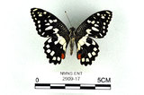 中文名:無尾鳳蝶(2909-17)學名:Papilio demoleus Linnaeus, 1758(2909-17)