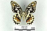 中文名:無尾鳳蝶(2909-1697)學名:Papilio demoleus Linnaeus, 1758(2909-1697)
