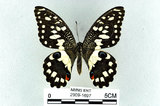 中文名:無尾鳳蝶(2909-1697)學名:Papilio demoleus Linnaeus, 1758(2909-1697)