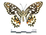 中文名:無尾鳳蝶(2909-1370)學名:Papilio demoleus Linnaeus, 1758(2909-1370)