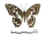 中文名:無尾鳳蝶(2909-1370)學名:Papilio demoleus Linnaeus, 1758(2909-1370)