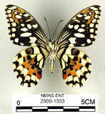 中文名:無尾鳳蝶(2909-1333)學名:Papilio demoleus Linnaeus, 1758(2909-1333)