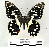 中文名:無尾鳳蝶(2909-1333)學名:Papilio demoleus Linnaeus, 1758(2909-1333)