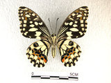 中文名:無尾鳳蝶(2909-290)學名:Papilio demoleus Linnaeus, 1758(2909-290)