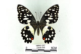 中文名:無尾鳳蝶(2909-290)學名:Papilio demoleus Linnaeus, 1758(2909-290)