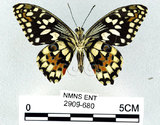 中文名:無尾鳳蝶(2909-680)學名:Papilio demoleus Linnaeus, 1758(2909-680)