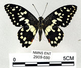 中文名:無尾鳳蝶(2909-680)學名:Papilio demoleus Linnaeus, 1758(2909-680)