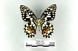 中文名:無尾鳳蝶(2909-1183)學名:Papilio demoleus Linnaeus, 1758(2909-1183)