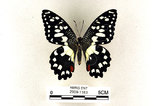 中文名:無尾鳳蝶(2909-1183)學名:Papilio demoleus Linnaeus, 1758(2909-1183)