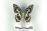 中文名:無尾鳳蝶(2909-786)學名:Papilio demoleus Linnaeus, 1758(2909-786)