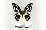 中文名:無尾鳳蝶(2909-786)學名:Papilio demoleus Linnaeus, 1758(2909-786)