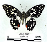 中文名:無尾鳳蝶(2909-32)學名:Papilio demoleus Linnaeus, 1758(2909-32)