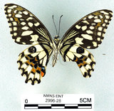 學名:Papilio demoleus Linnaeus, 1758(2996-28)