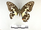 ǦW:Papilio demoleus Linnaeus, 1758(2996-28)