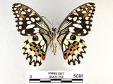 中文名:無尾鳳蝶(3443-768)學名:Papilio demoleus Linnaeus, 1758(3443-768)