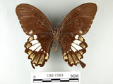 中文名:台灣白紋鳳蝶(1282-17083)學名:Papilio nephelusFruhstorfer subsp. chaonulus(1282-17083)