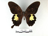 中文名:台灣白紋鳳蝶(1282-17083)學名:Papilio nephelusFruhstorfer subsp. chaonulus(1282-17083)