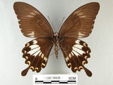 中文名:台灣白紋鳳蝶(1282-16828)學名:Papilio nephelusFruhstorfer subsp. chaonulus(1282-16828)