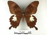 中文名:台灣白紋鳳蝶(1282-16828)學名:Papilio nephelusFruhstorfer subsp. chaonulus(1282-16828)
