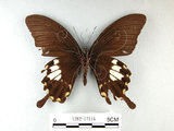 中文名:台灣白紋鳳蝶(1282-17116)學名:Papilio nephelusFruhstorfer subsp. chaonulus(1282-17116)
