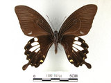 中文名:台灣白紋鳳蝶(1282-16724)學名:Papilio nephelusFruhstorfer subsp. chaonulus(1282-16724)