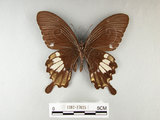 中文名:台灣白紋鳳蝶(1282-17025)學名:Papilio nephelusFruhstorfer subsp. chaonulus(1282-17025)