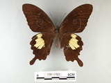 中文名:台灣白紋鳳蝶(1282-17025)學名:Papilio nephelusFruhstorfer subsp. chaonulus(1282-17025)