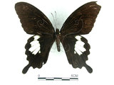 中文名:台灣白紋鳳蝶(1440-806)學名:Papilio nephelusFruhstorfer subsp. chaonulus(1440-806)