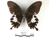 中文名:台灣白紋鳳蝶(2756-138)學名:Papilio nephelusFruhstorfer subsp. chaonulus(2756-138)