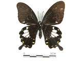 中文名:台灣白紋鳳蝶(2909-68)學名:Papilio nephelusFruhstorfer subsp. chaonulus(2909-68)