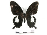 中文名:台灣白紋鳳蝶(2909-68)學名:Papilio nephelusFruhstorfer subsp. chaonulus(2909-68)
