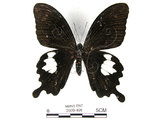 中文名:台灣白紋鳳蝶(2909-496)學名:Papilio nephelusFruhstorfer subsp. chaonulus(2909-496)