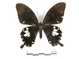 中文名:台灣白紋鳳蝶(2909-59)學名:Papilio nephelusFruhstorfer subsp. chaonulus(2909-59)