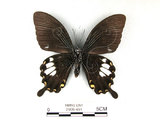 中文名:台灣白紋鳳蝶(2909-491)學名:Papilio nephelusFruhstorfer subsp. chaonulus(2909-491)