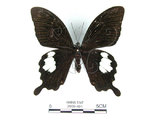 中文名:台灣白紋鳳蝶(2909-491)學名:Papilio nephelusFruhstorfer subsp. chaonulus(2909-491)