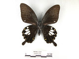 中文名:台灣白紋鳳蝶(2909-233)學名:Papilio nephelusFruhstorfer subsp. chaonulus(2909-233)