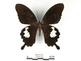 中文名:台灣白紋鳳蝶(2909-536)學名:Papilio nephelusFruhstorfer subsp. chaonulus(2909-536)