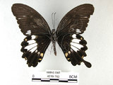 中文名:台灣白紋鳳蝶(4219-782)學名:Papilio nephelusFruhstorfer subsp. chaonulus(4219-782)